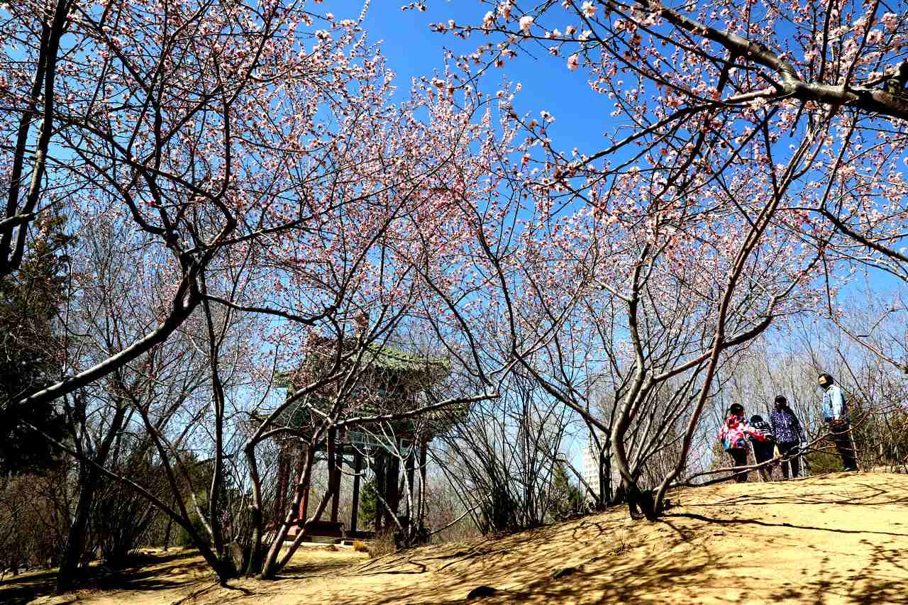 呼和浩特：桃花朵朵開