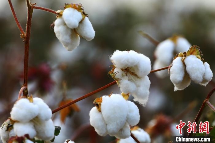 朵朵棉花吐絮盛開。　劉艷敏 攝