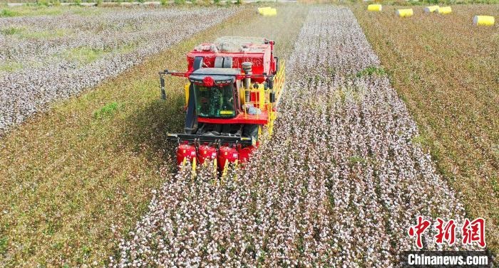 采棉機(jī)正在采收棉花，猶如在五線譜上跳動(dòng)的音符，正在演奏豐收的樂章。　宋建澤 攝
