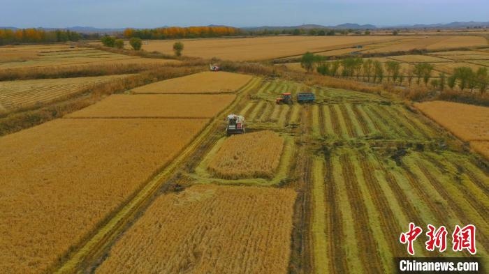 圖為科右中旗杜爾基鎮(zhèn)雙金嘎查的萬(wàn)畝水稻田進(jìn)入集中收割期?！≮w殿威 攝