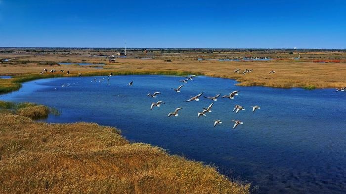 △黃河三角洲擁有天然蘆葦270平方公里，是東北亞內(nèi)陸和環(huán)西太平洋鳥類遷徙重要的“中轉(zhuǎn)站”、越冬地和繁殖地。(總臺央視記者李煒、程鋮拍攝)