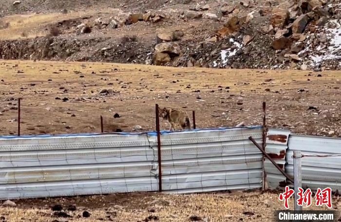 圖為闖入村民家中的野狼?！∨d?？h公安局溫泉派出所供圖