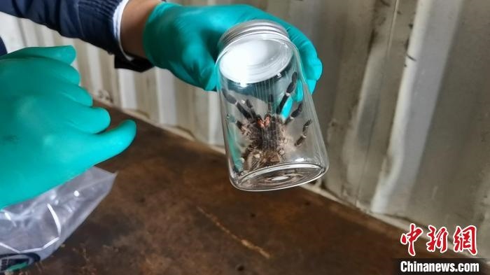 張家港海關(guān)工作人員截獲捕鳥蛛?！⊥踅〕?攝