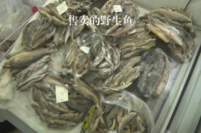 2021年12月6日，督察組現(xiàn)場(chǎng)隨機(jī)抽查發(fā)現(xiàn)，保護(hù)區(qū)附近餐館仍然存在非法經(jīng)營野生河魚的問題