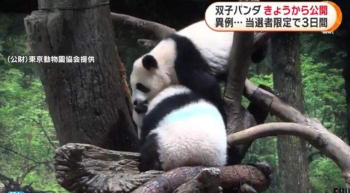 12日，日本東京上野動(dòng)物園的旅日雙胞胎熊貓開(kāi)始同游客見(jiàn)面。(圖片來(lái)源：日本富士電視臺(tái)視頻截圖)