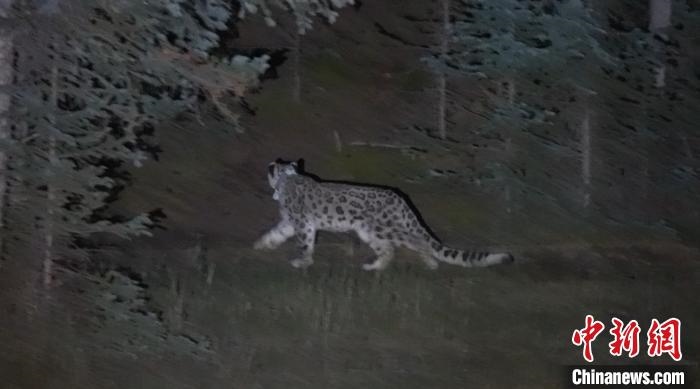圖為被放歸自然的雪豹(資料圖)?！让晒帕植菥止﹫D。