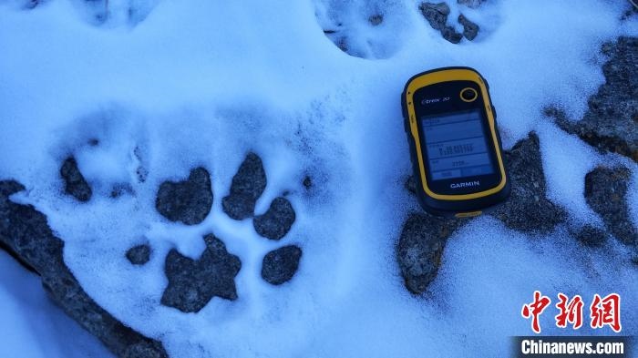 圖為疑似放歸雪豹的足跡(資料圖)?！让晒刨R蘭山國家級自然保護區(qū)供圖