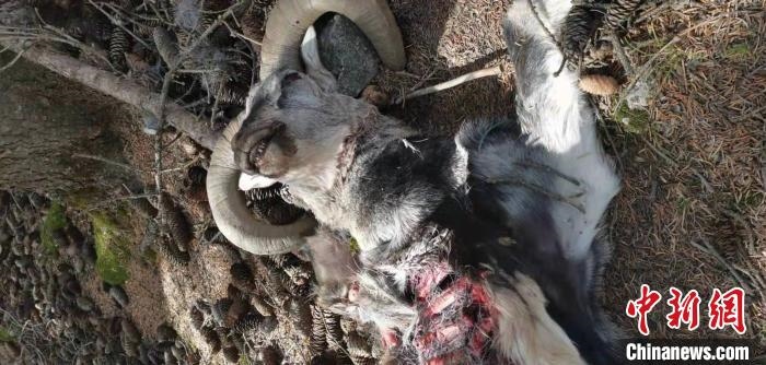 圖為疑似雪豹捕食巖羊的殘骸(資料圖)?！让晒刨R蘭山國家級自然保護區(qū)供圖