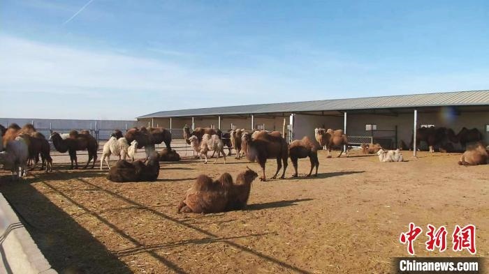 圖為額濟納旗駝奶產(chǎn)業(yè)基地?！⊥蹰L梅 攝