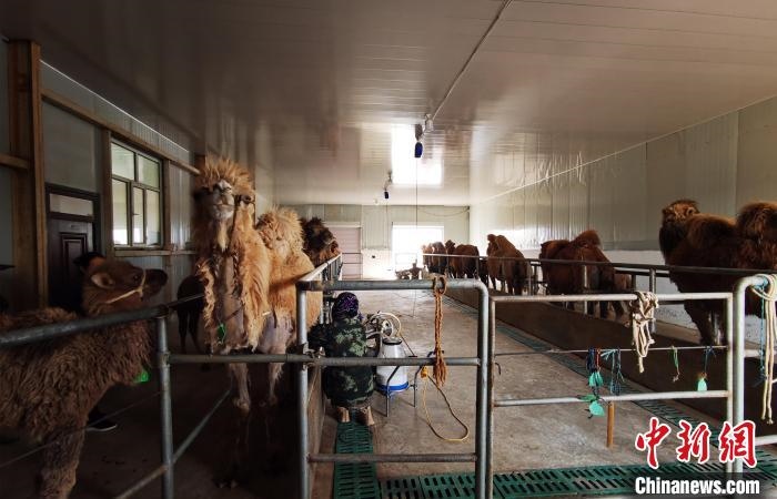 圖為共人正在給駱駝擠奶?！⊥蹰L梅 攝