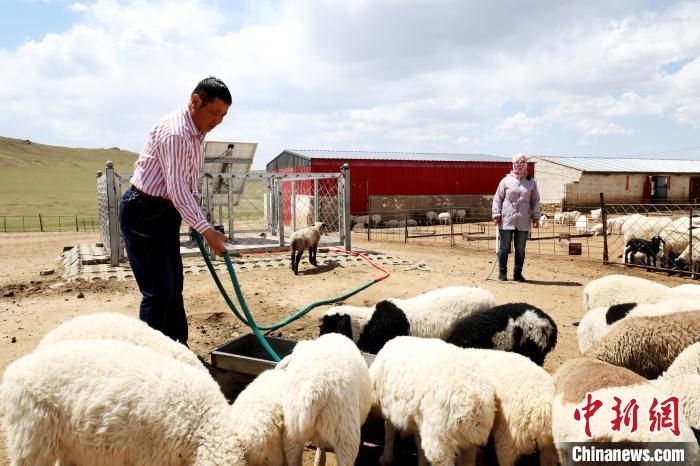 圖為圖門達來在喂羊。　張署雁 攝