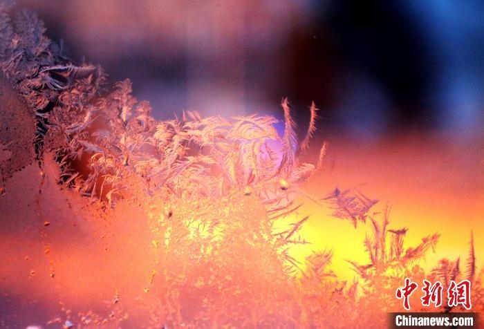 迎著光亮，冰窗花絢麗多姿?！O書程 攝