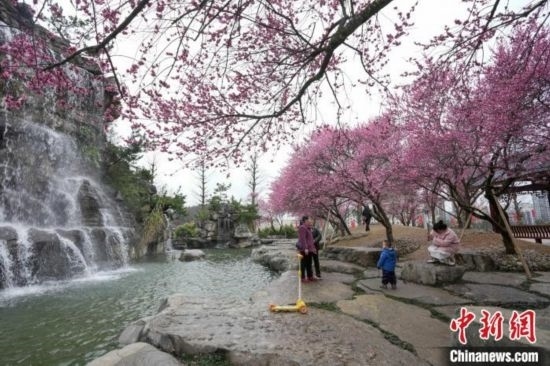 2月23日，市民在乾藝梅園景區(qū)觀賞綻放的梅花。陳興輝 攝