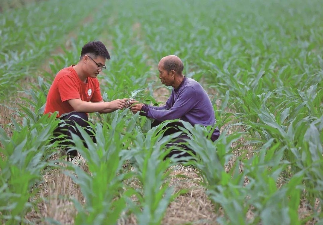 △科技小院的學(xué)生在給村民講解玉米種植知識(shí)。