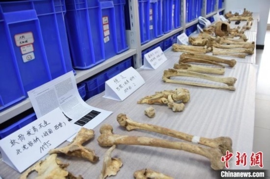 圖為已清理完畢的骨骼標本。王宇 攝