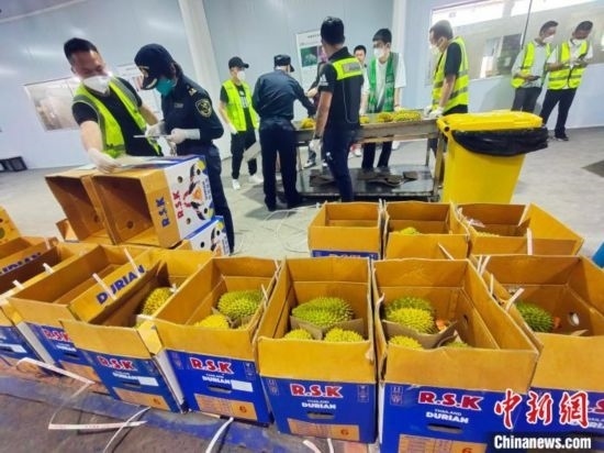 圖為海關(guān)關(guān)員對進(jìn)口榴蓮進(jìn)行查驗。黃艷梅 攝
