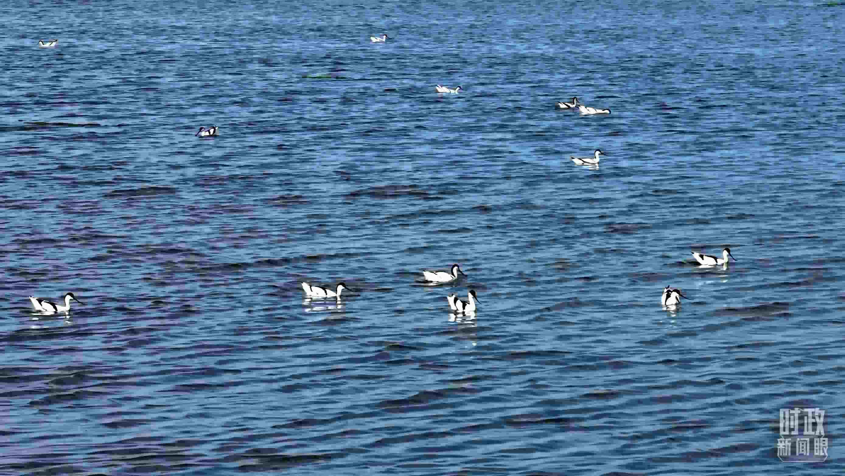 △鹽湖棲息的鳥(niǎo)類。（總臺(tái)記者裴大偉、康曉宇拍攝）
