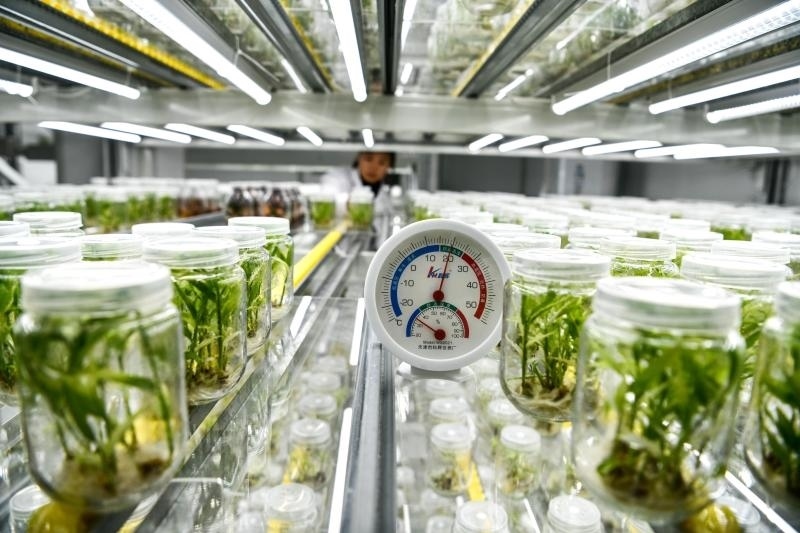 工作人員在貴陽(yáng)市開(kāi)陽(yáng)縣南江蔬菜良種繁育中心的組培中心查看姜苗生長(zhǎng)情況（2023年5月23日攝）。新華社記者 楊文斌 攝