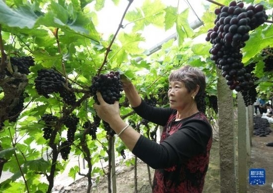 5月26日，唐山市海港經(jīng)濟(jì)開(kāi)發(fā)區(qū)王灘鎮(zhèn)趙灘村農(nóng)民在大棚內(nèi)采摘葡萄。