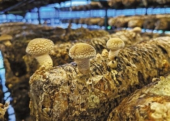龍游數(shù)智大棚種植的花菇。 記者 祝梅 攝
