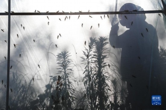 6月21日，山東省樂陵市西段鄉(xiāng)岔河村東亞飛蝗養(yǎng)殖基地的養(yǎng)殖戶在大棚內(nèi)忙碌。新華社記者 范長國 攝