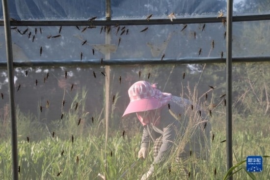 6月21日，山東省樂陵市西段鄉(xiāng)岔河村東亞飛蝗養(yǎng)殖基地的螞蚱養(yǎng)殖戶在割草。新華社記者 范長國 攝