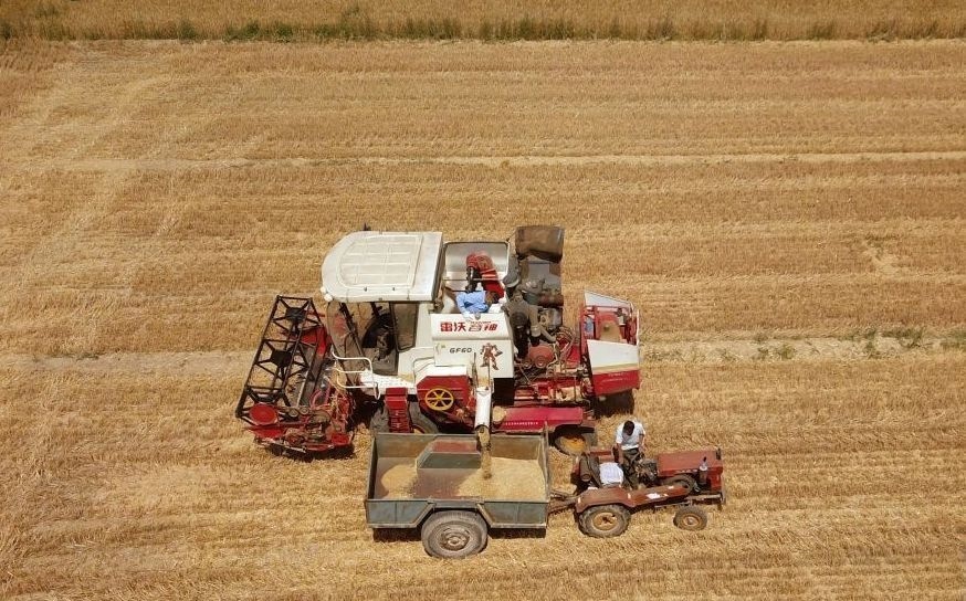 2023年6月14日，在山東省臨邑縣林子鎮(zhèn)，聯(lián)合收割機(jī)在收獲小麥。
