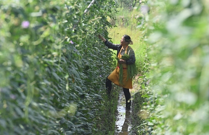 2023年6月15日，在廣西柳州市鹿寨縣中渡鎮(zhèn)石墨村，村民在高標(biāo)準(zhǔn)農(nóng)田里采收豆角。