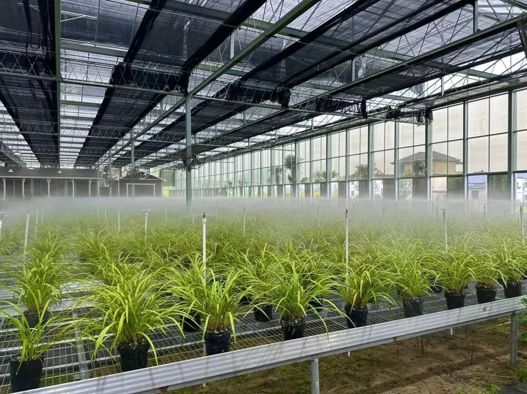 浙江省紹興市柯橋區(qū)漓渚鎮(zhèn)棠棣村的蘭花種植基地。靜玄 攝