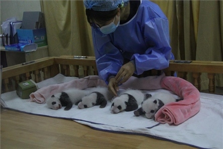 成都大熊貓繁育研究基地成立于1987年，先后攻克了大熊貓人工飼養(yǎng)與管理、繁殖與育幼、疾病防控與種群遺傳管理等關(guān)鍵技術(shù)難題，建成全球最大的大熊貓人工繁育遷地保護(hù)種群，數(shù)量達(dá)230余只。（圖片來源：成都大熊貓繁育研究基地網(wǎng)站）