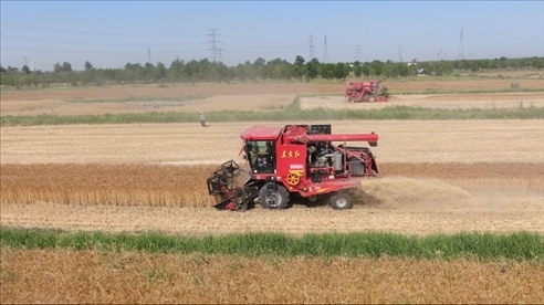 后仙莊聯(lián)合收割機(jī)緊鑼密鼓的收割麥子