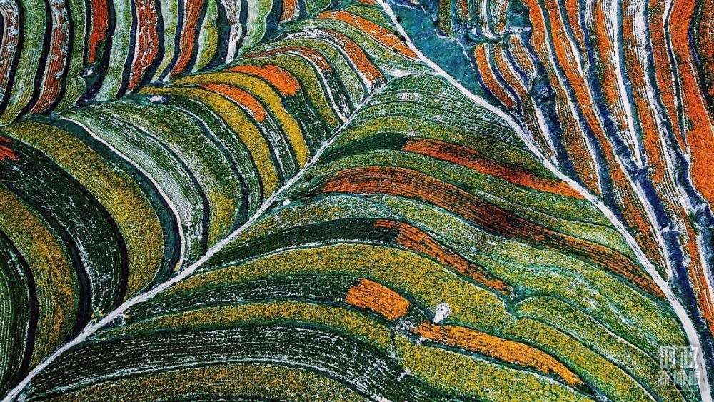 寧夏彭陽(yáng)縣。萬(wàn)壽菊與格?；ㄊ㈤_(kāi)在錯(cuò)落的山間梯田上。（總臺(tái)國(guó)廣記者李晉拍攝）