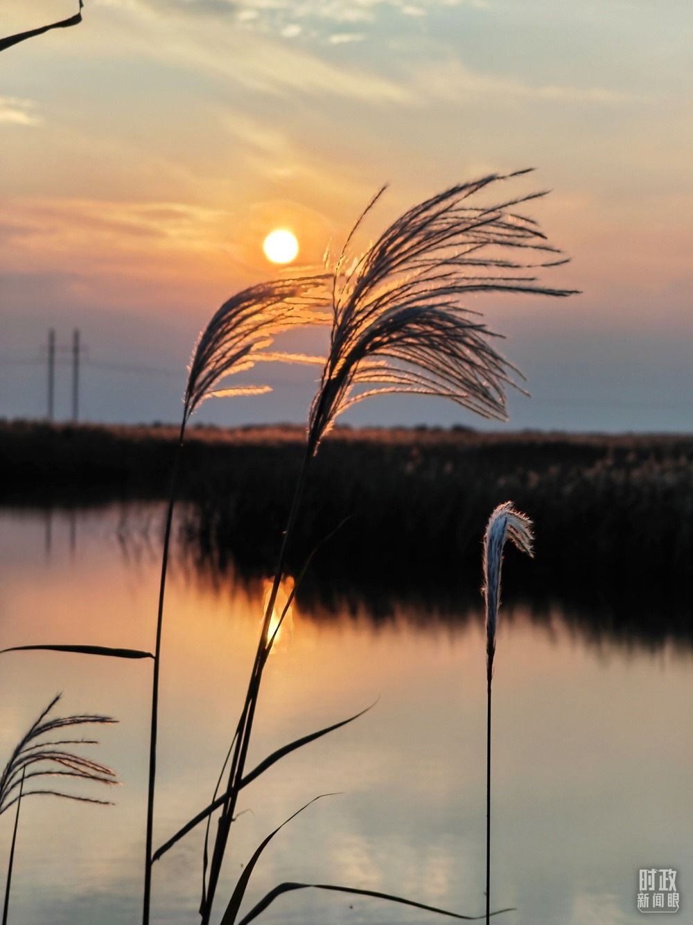 2021年10月，習(xí)近平赴山東東營(yíng)考察黃河入?？凇｜S河三角洲濕地，蘆葦飄蕩。（總臺(tái)央視記者彭漢明拍攝）