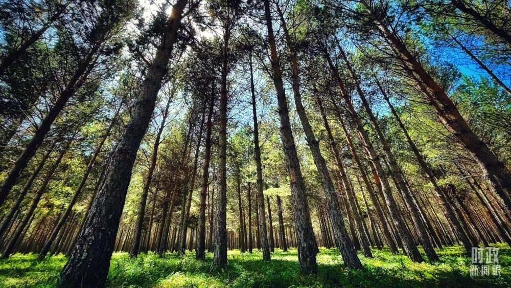 河北塞罕壩。（總臺(tái)央視記者謝曉光拍攝）