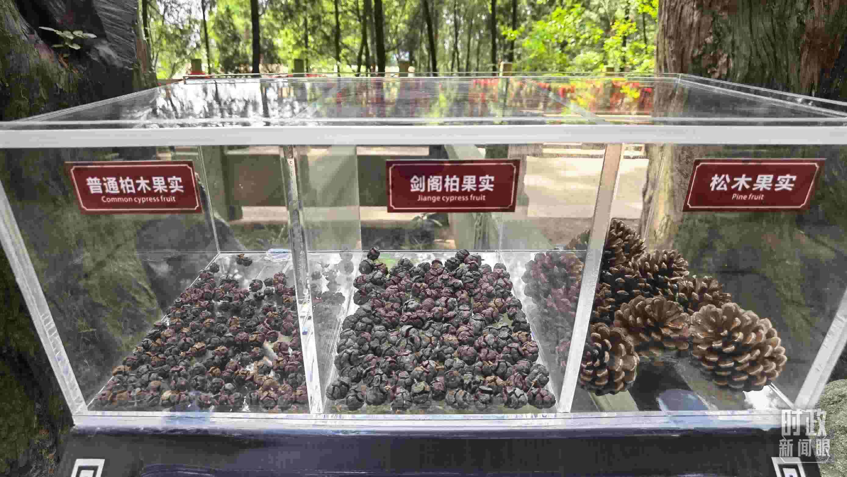 △翠云廊古蜀道，現(xiàn)場陳列的柏木和松木果實(shí)。（總臺央視記者石丞拍攝）