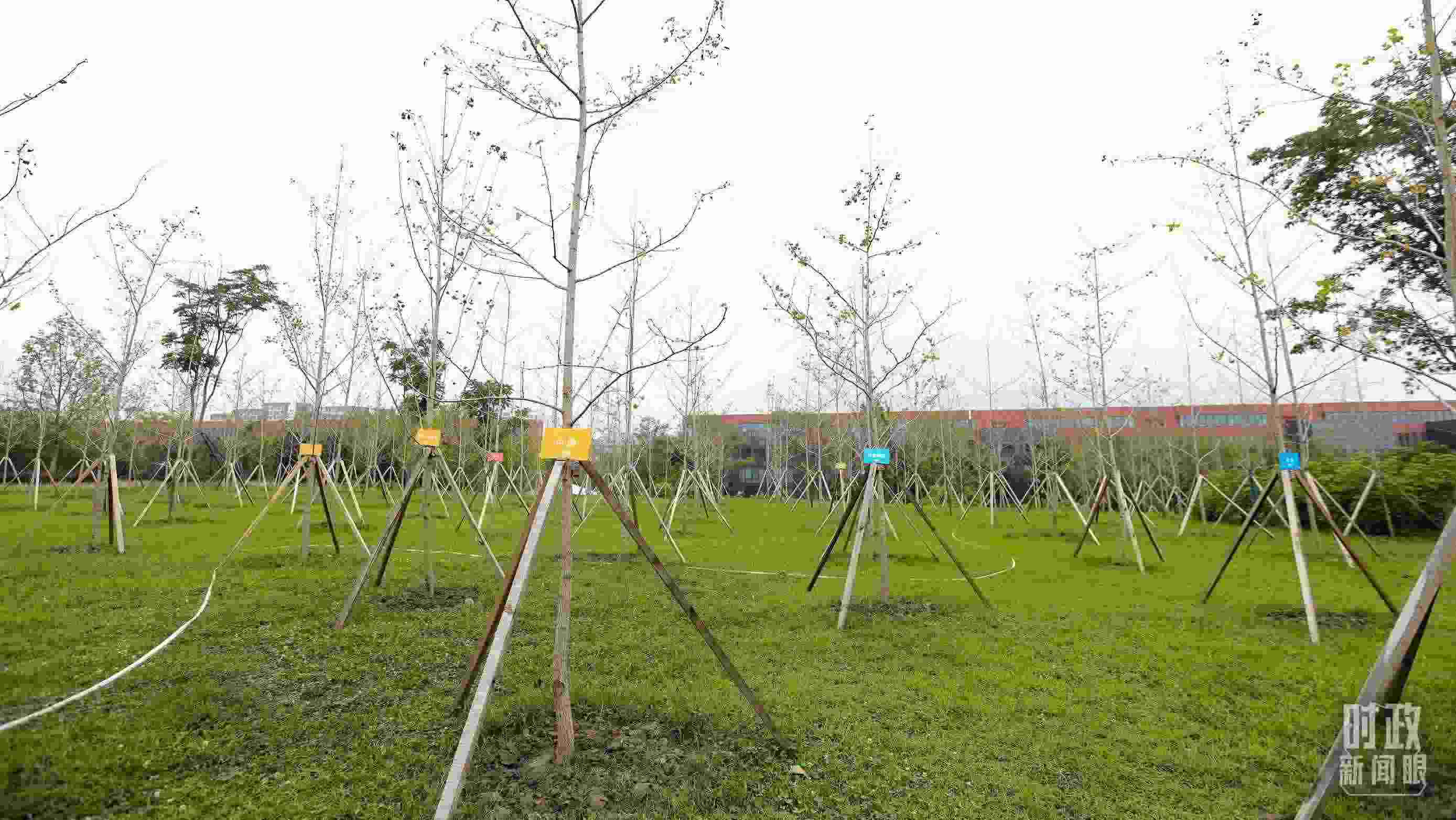 成都大運村內(nèi)專門種植了友誼林，各國代表團都可認領。