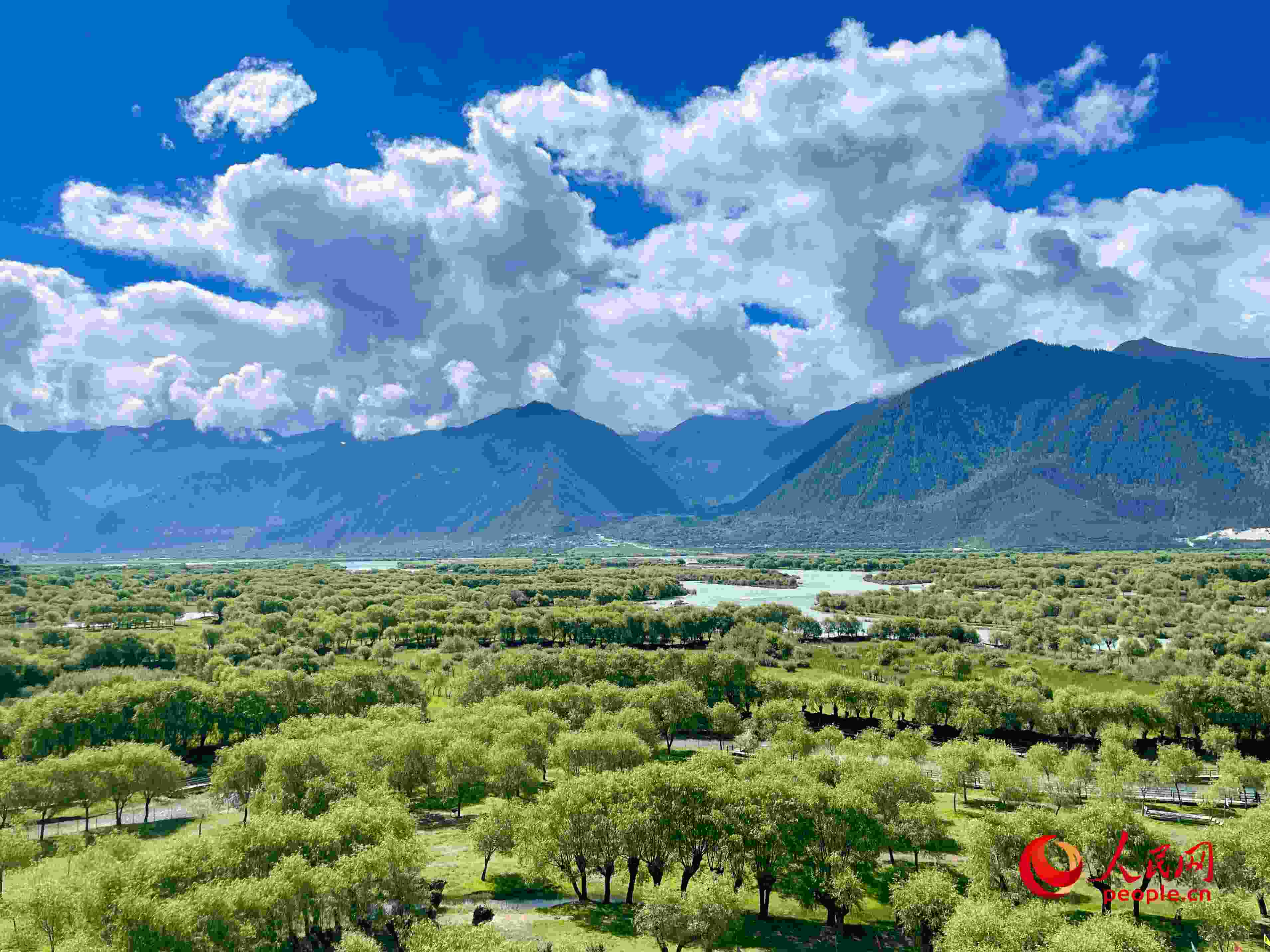 夏日的雅尼國家濕地公園生機盎然，如詩如畫。人民網(wǎng) 周靜圓攝