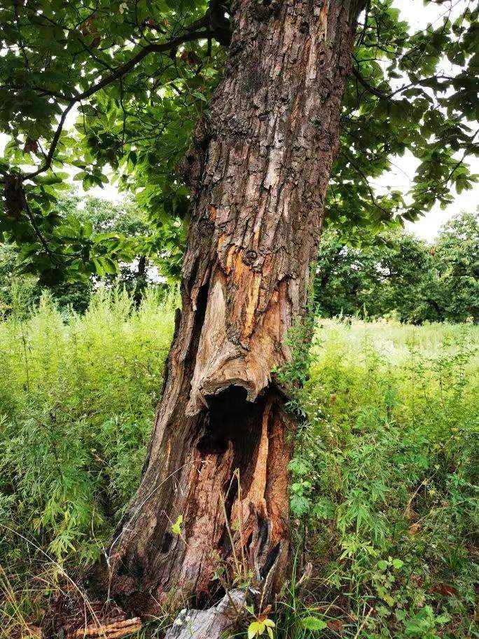 圖為2021年10月拍攝的秦嶺北麓百年板栗古樹遭破壞情況。人民網(wǎng)記者 吳超攝