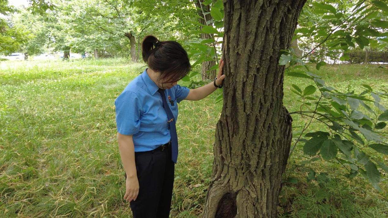 惠琳琳仔細(xì)查看古樹生長近況。人民網(wǎng) 黨童攝