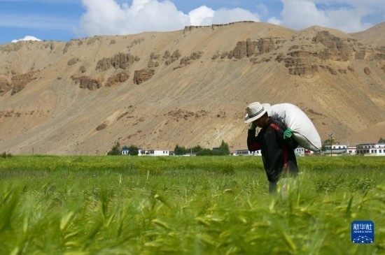 8月12日，西藏阿里地區(qū)普蘭縣赤德村村民在青稞田里勞作。