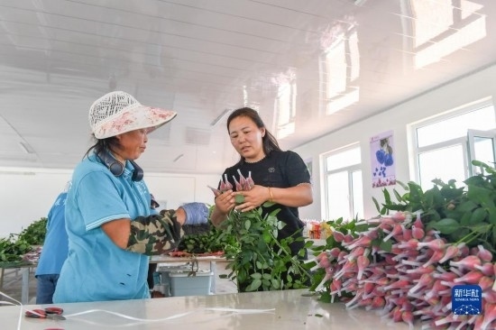 8月17日，吉林省德惠市朱城子鎮(zhèn)沿河村程雪家庭農(nóng)場的負責人楊雪（右）指導農(nóng)民修剪玫瑰花。新華社記者 張楠 攝