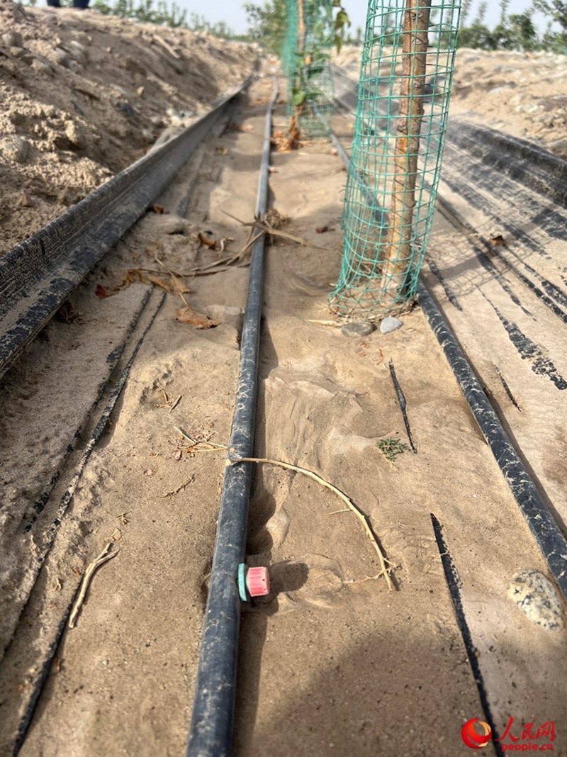 水肥一體化滴灌技術，可極大節(jié)約用水量。人民網(wǎng)記者 常雪梅攝