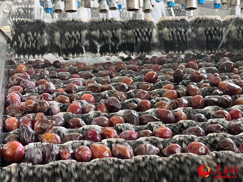 清洗西梅。人民網(wǎng)記者 常雪梅攝