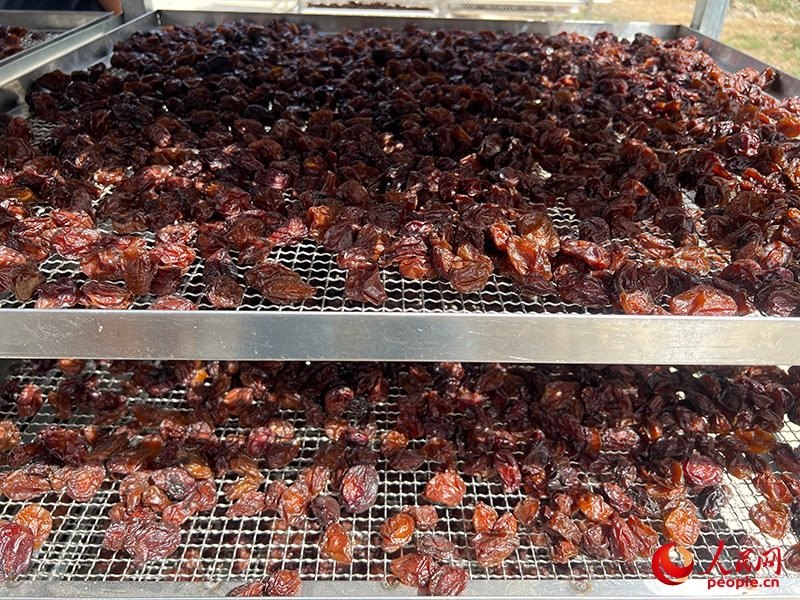 晾曬西梅。人民網(wǎng)記者 常雪梅攝