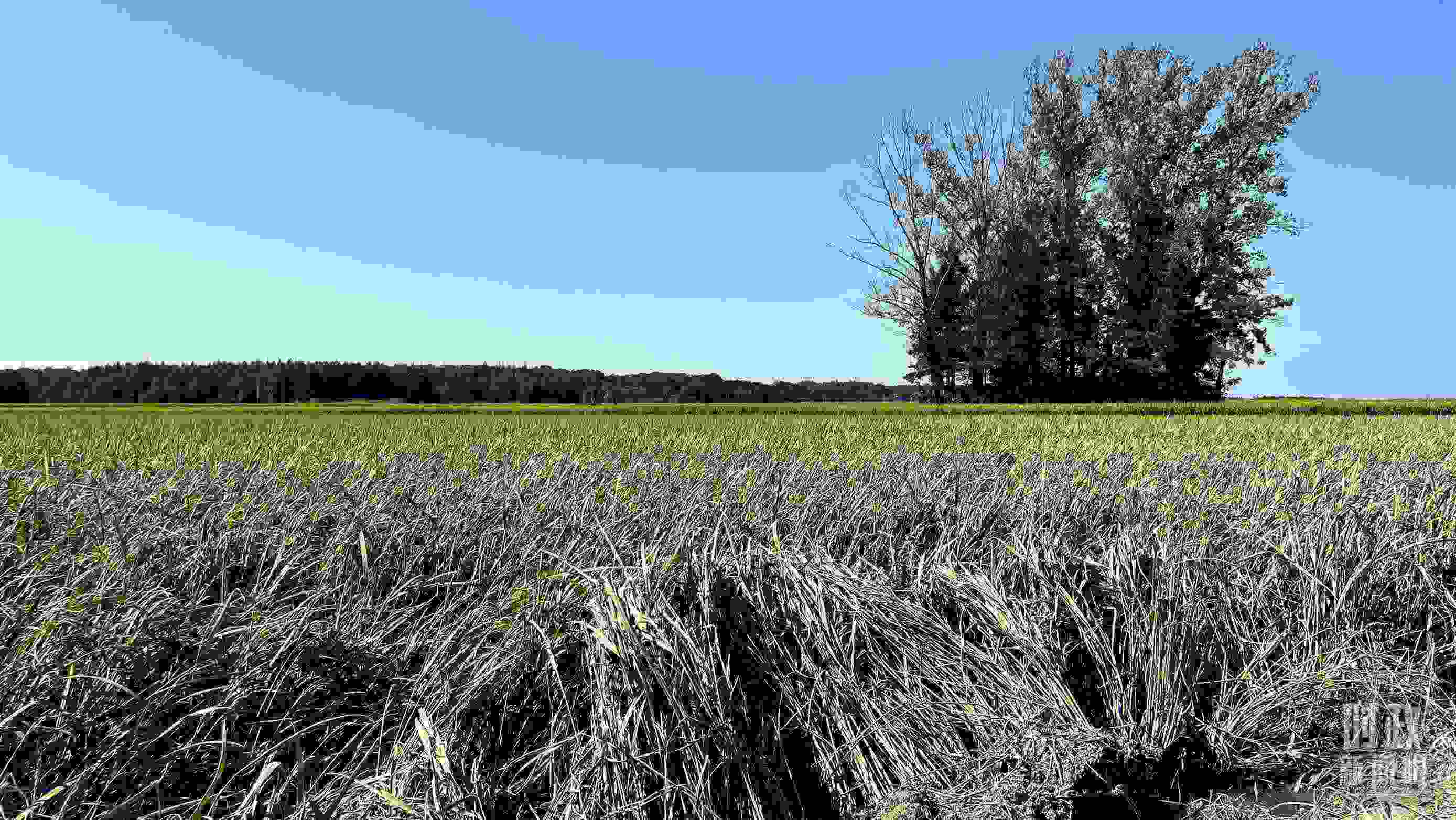 △龍王廟村遭受洪澇災(zāi)害的農(nóng)田。（總臺(tái)央視記者邢彬拍攝）