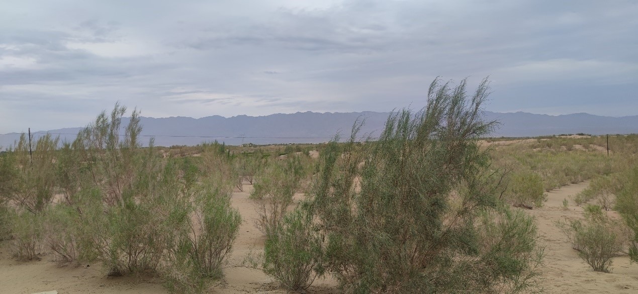 曾經的荒漠現已被大面積梭梭林覆蓋。張璐璐 攝