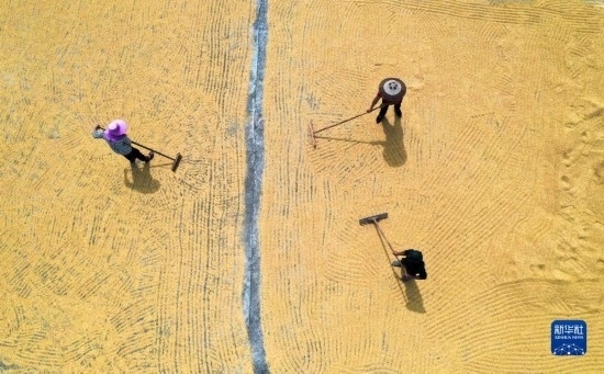 9月16日，湖南省郴州市桂陽縣流峰鎮(zhèn)農(nóng)民在晾曬稻谷（無人機(jī)照片）。