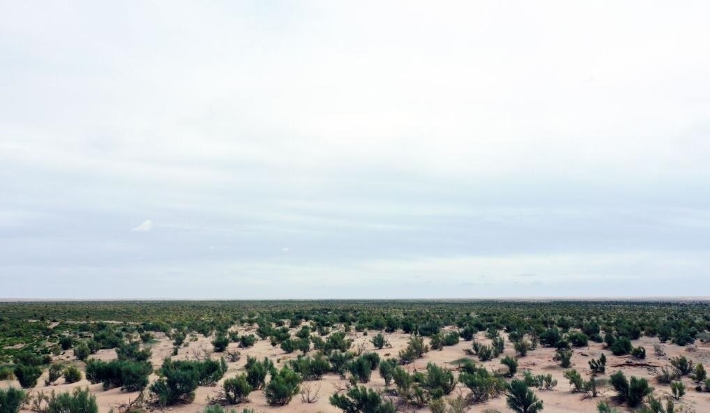 經(jīng)過封禁保護和人工種植梭梭后恢復綠色的草場（2023年9月12日攝）。新華社記者李云平 攝