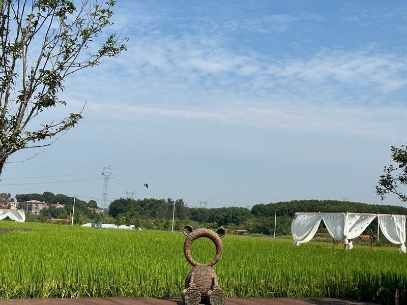 林語未來村打造農(nóng)家畈田園綜合體。人民網(wǎng) 王紹紹攝