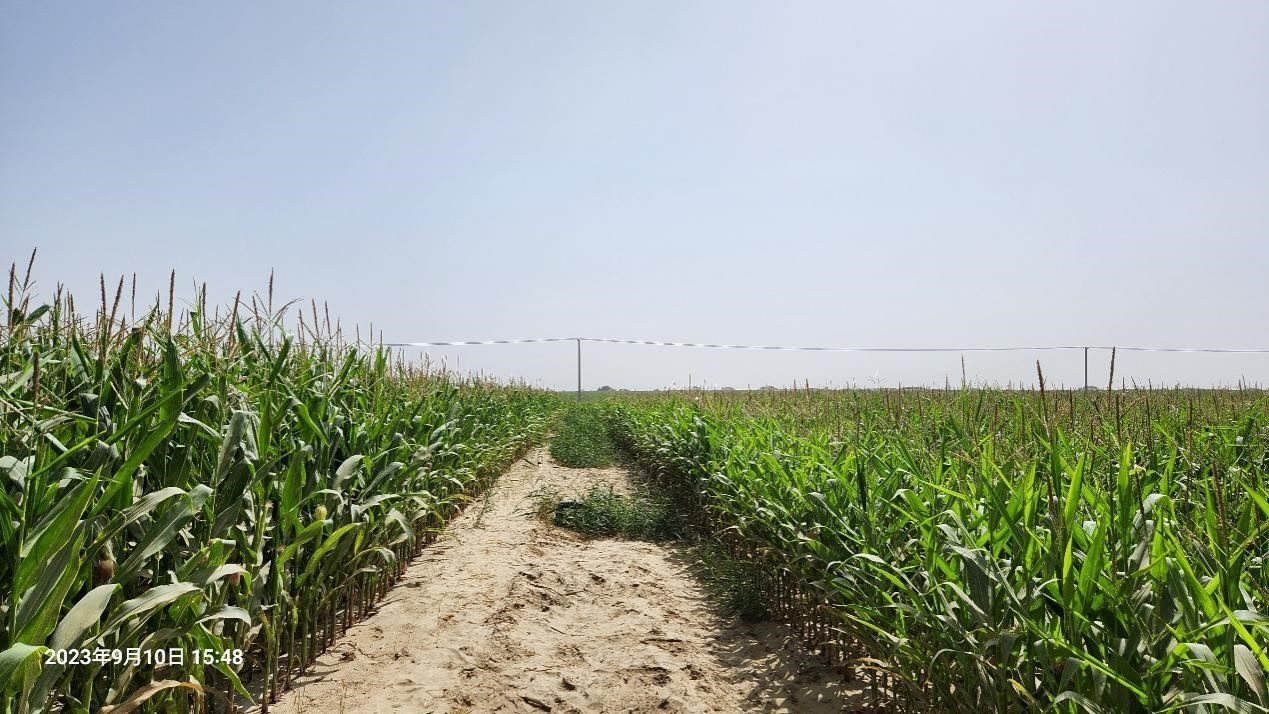 玉米改良40天后對比（左邊為改良組，右邊為對照組）。胡樹文團隊供圖